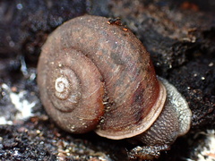 Helminthoglypta montezuma