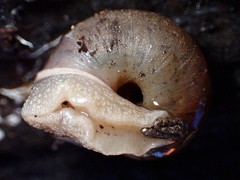 Helminthoglypta montezuma