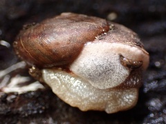 Helminthoglypta montezuma