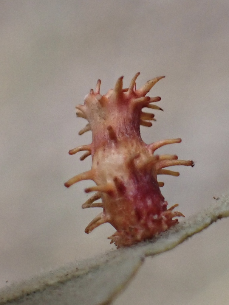 Feron splendens