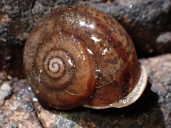 Helminthoglypta montezuma