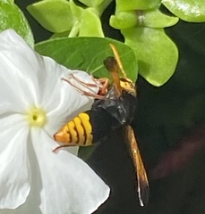 Rhynchium