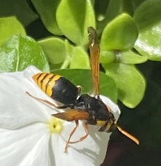 Rhynchium