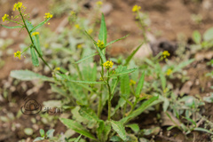 Rorippa indica