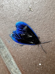 Pompelon marginata