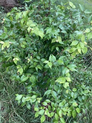 Syzygium luehmannii