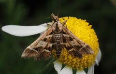 Diasemia grammalis