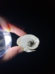 Pagurus hirsutiusculus