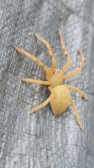 Neosparassus salacius