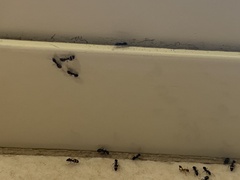 Technomyrmex jocosus