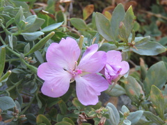 Epilobium rigidum