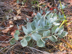 Epilobium rigidum