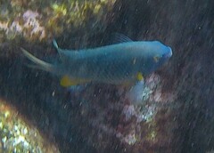 Plectroglyphidodon gascoynei