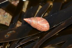 Phasianotrochus eximius