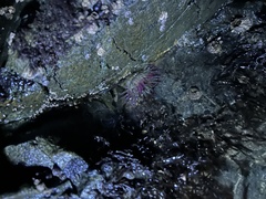 Anthopleura elegantissima