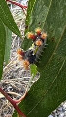 Doratifera vulnerans