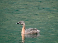 Poliocephalus rufopectus