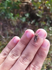 Spilostethus pandurus elegans
