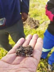 Tomopterna delalandii