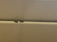 Technomyrmex jocosus