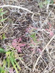 Geranium incanum