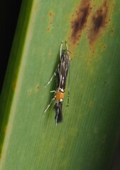 Cosmopterix attenuatella