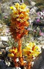 Orobanche kochii