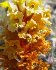Orobanche kochii