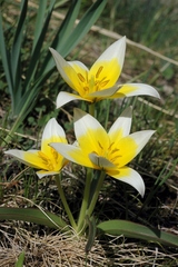 Tulipa urumiensis