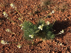 Arabidella glaucescens