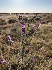 Cullen australasicum