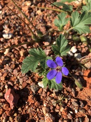 Erodium carolinianum