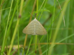 Polypogon tentacularia
