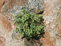 Sarcocapnos enneaphylla