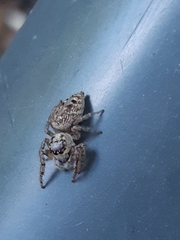 Opisthoncus sexmaculatus