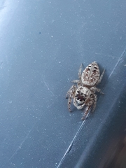 Opisthoncus sexmaculatus