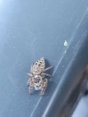 Opisthoncus sexmaculatus