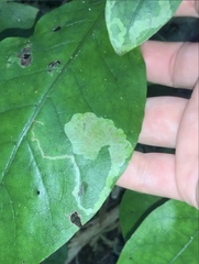 Corythoxestis zorionella