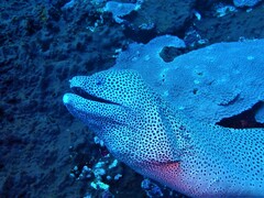 Gymnothorax favagineus