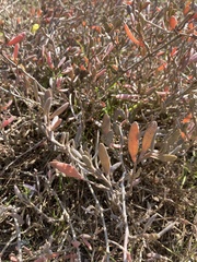 Atriplex portulacoides