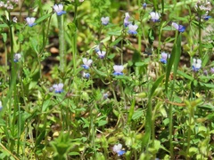 Collinsia grandiflora