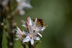 Dasyscolia ciliata