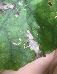 Stigmella cypracma
