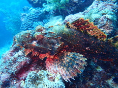 Scorpaenopsis oxycephalus