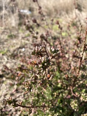 Limbarda crithmoides