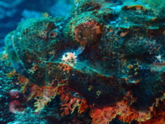 Scorpaenopsis oxycephalus