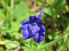 Delphinium menziesii