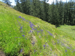 Delphinium menziesii