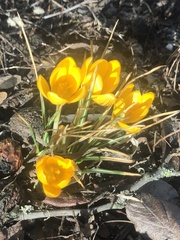 Crocus chrysanthus