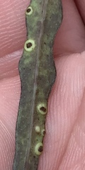 Caeoma kaiku